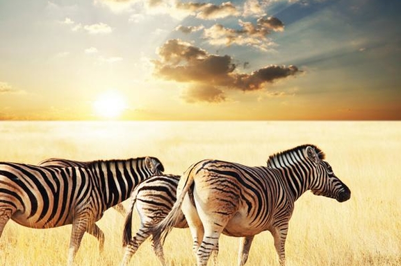 Ouvrez vos sens et partez à la découverte du monde animal avec le film "African Safari 3D"